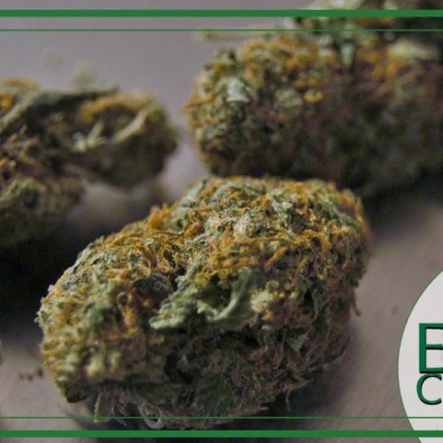Nuove infiorescenze senza semi di Cannabis light disponibili: Hope e Smile