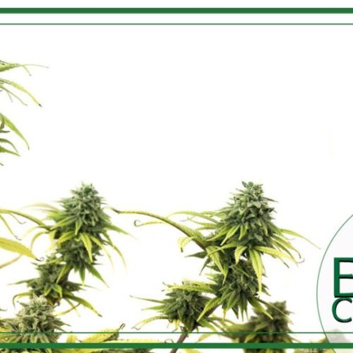 Foglie, radici, tricomi: anatomia della pianta di cannabis
