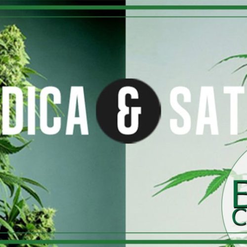 Cannabis Sativa vs. Cannabis Indica: qual è la differenza tra i tipi di cannabis?