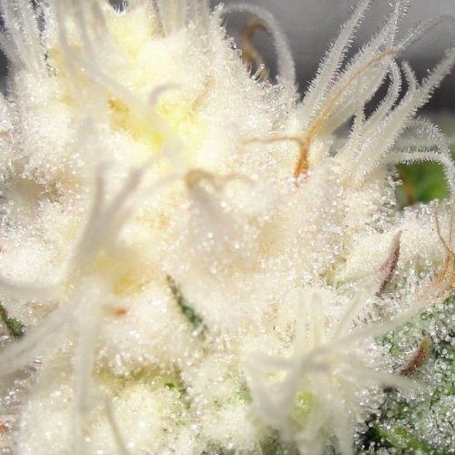 6 varietà di Cannabis bizzarre con caratteristiche di crescita insolite