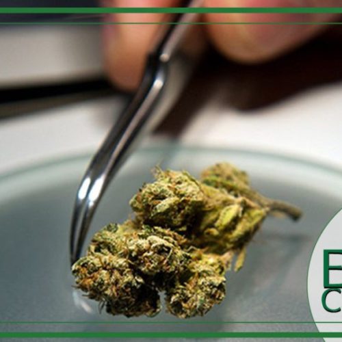 THC e CBD: il test di laboratorio per determinarne i valori