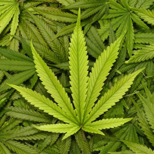 La cannabis light è ancora legale?