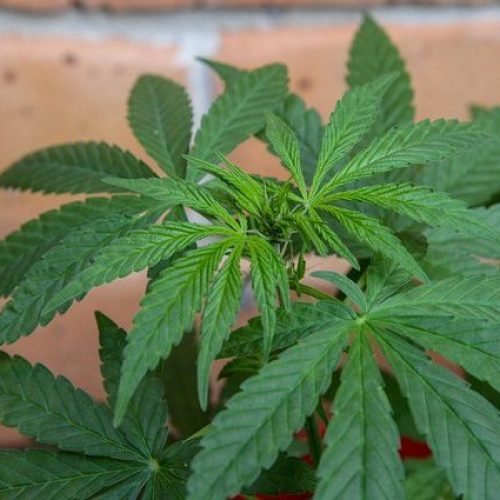 Primo farmaco a base di cannabis ‘blocca’ due gravi forme di epilessia: approvato dalla FDA