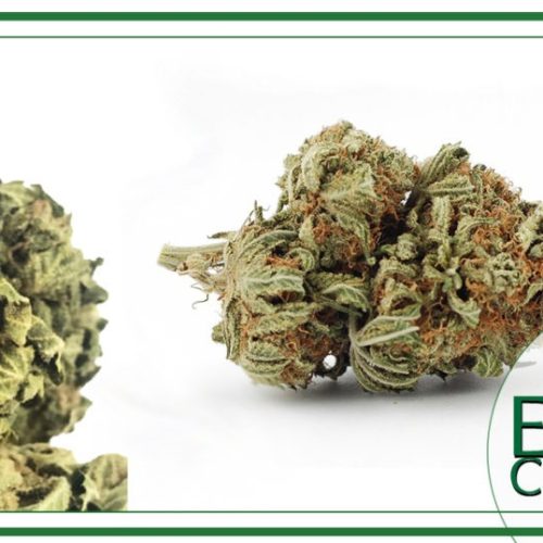 Infiorescenze Cannabis light: i nuovi arrivi! Scopri Lemon Haze e Chanel-T