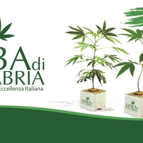 Talee di cannabis sativa ora presenti nello shop di Erba di Calabria