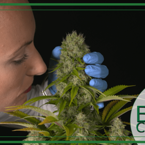 Terpeni: cosa sono e che funzione hanno nelle piante di cannabis
